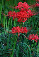 Image of red spider lily