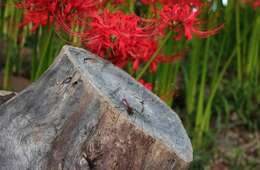 Image of red spider lily