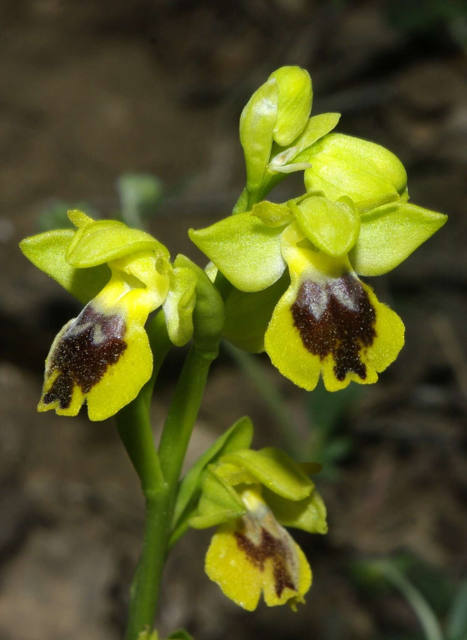 Image of Ophrys battandieri E. G. Camus