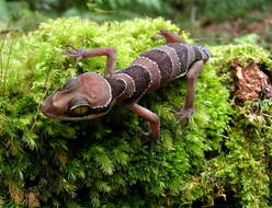 Image of Malayan Forest Gecko