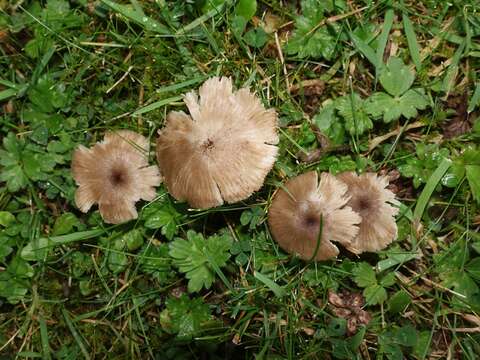 Image of Entoloma exile (Fr.) Hesler 1967