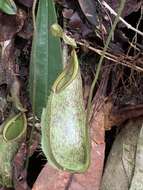 Image of Nepenthes hirsuta Hook. fil.