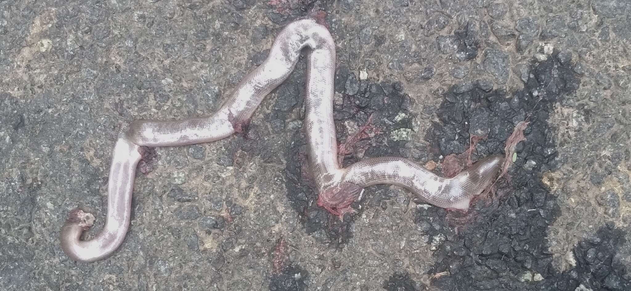 Image of Beaked Blind Snake