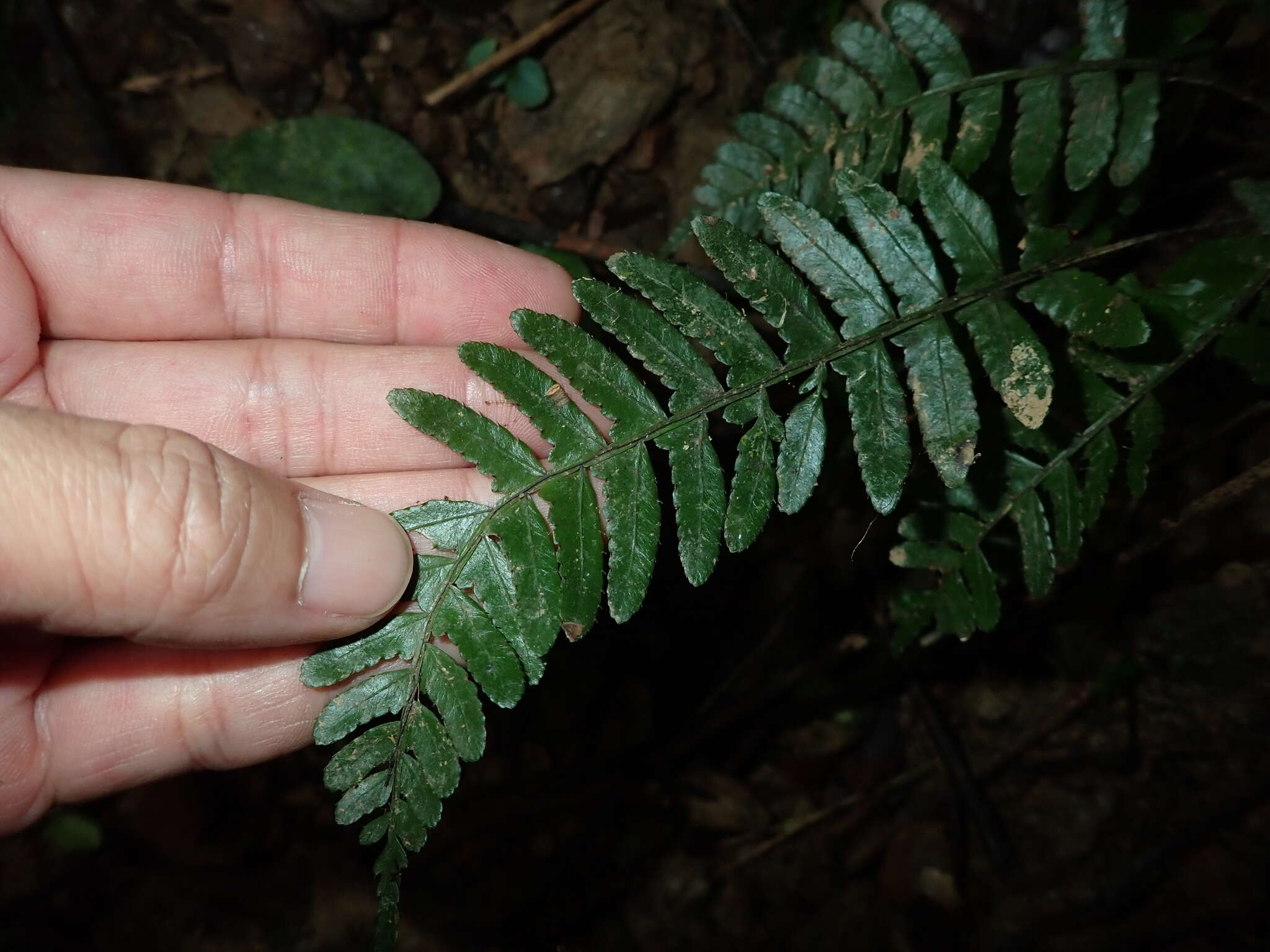 Image of Bolbitis appendiculata (Willd.) Iwatsuki