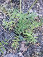 Potentilla crinita A. Gray resmi