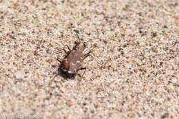 Image of Cicindela (Cicindela) repanda novascotiae Vaurie 1951