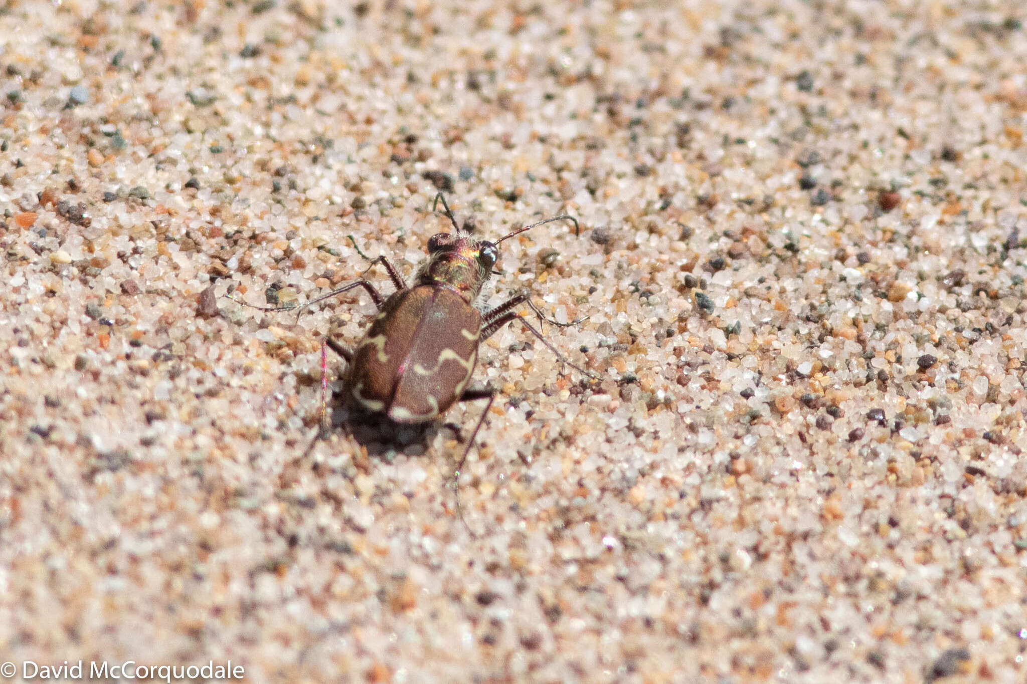 Image of Cicindela (Cicindela) repanda novascotiae Vaurie 1951