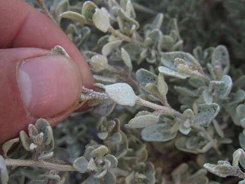 Image de Atriplex deserticola R. Phil.