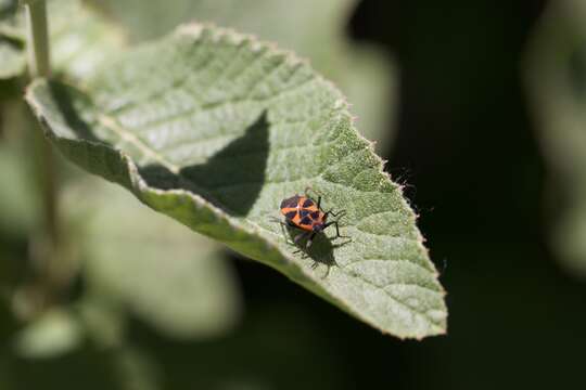 Tropidothorax leucopterus (Goeze 1778)的圖片