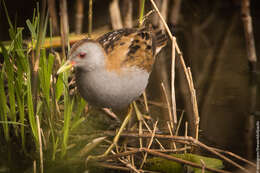 Image of Little Crake