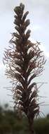 Agave striata subsp. falcata (Engelm.) Gentry resmi