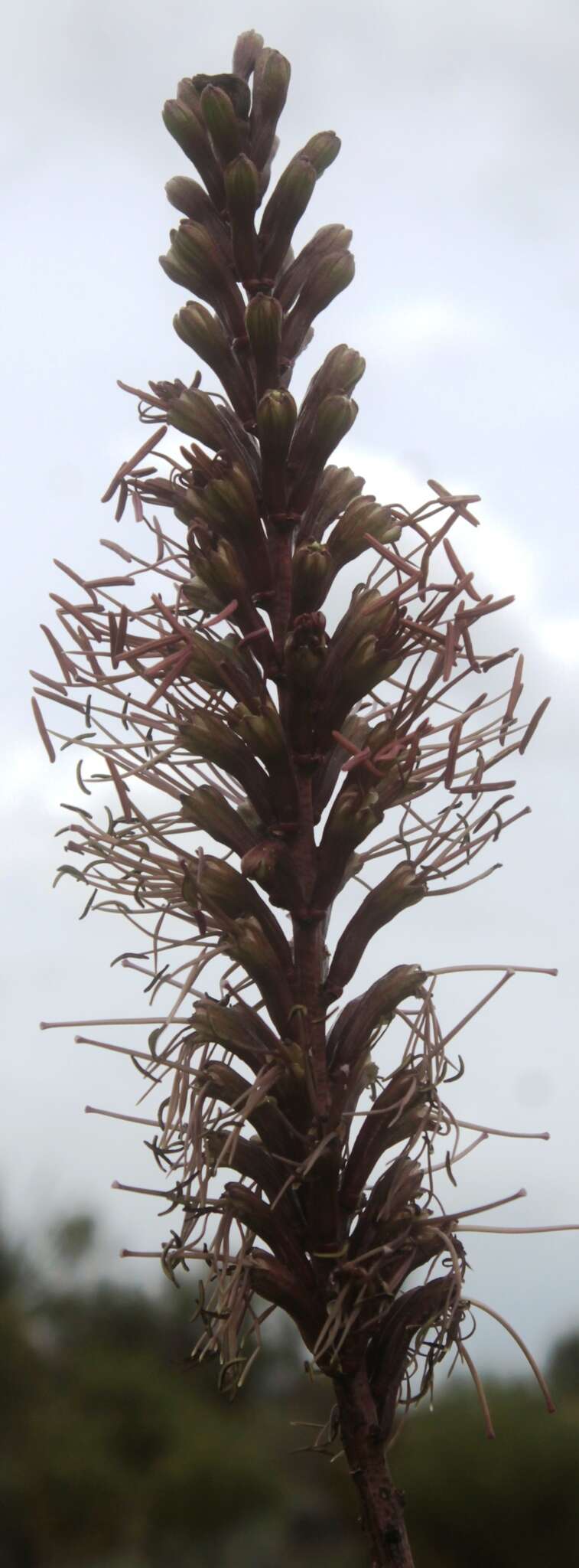 صورة Agave striata subsp. falcata (Engelm.) Gentry