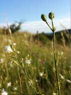 Image of Branched St Bernard's lily