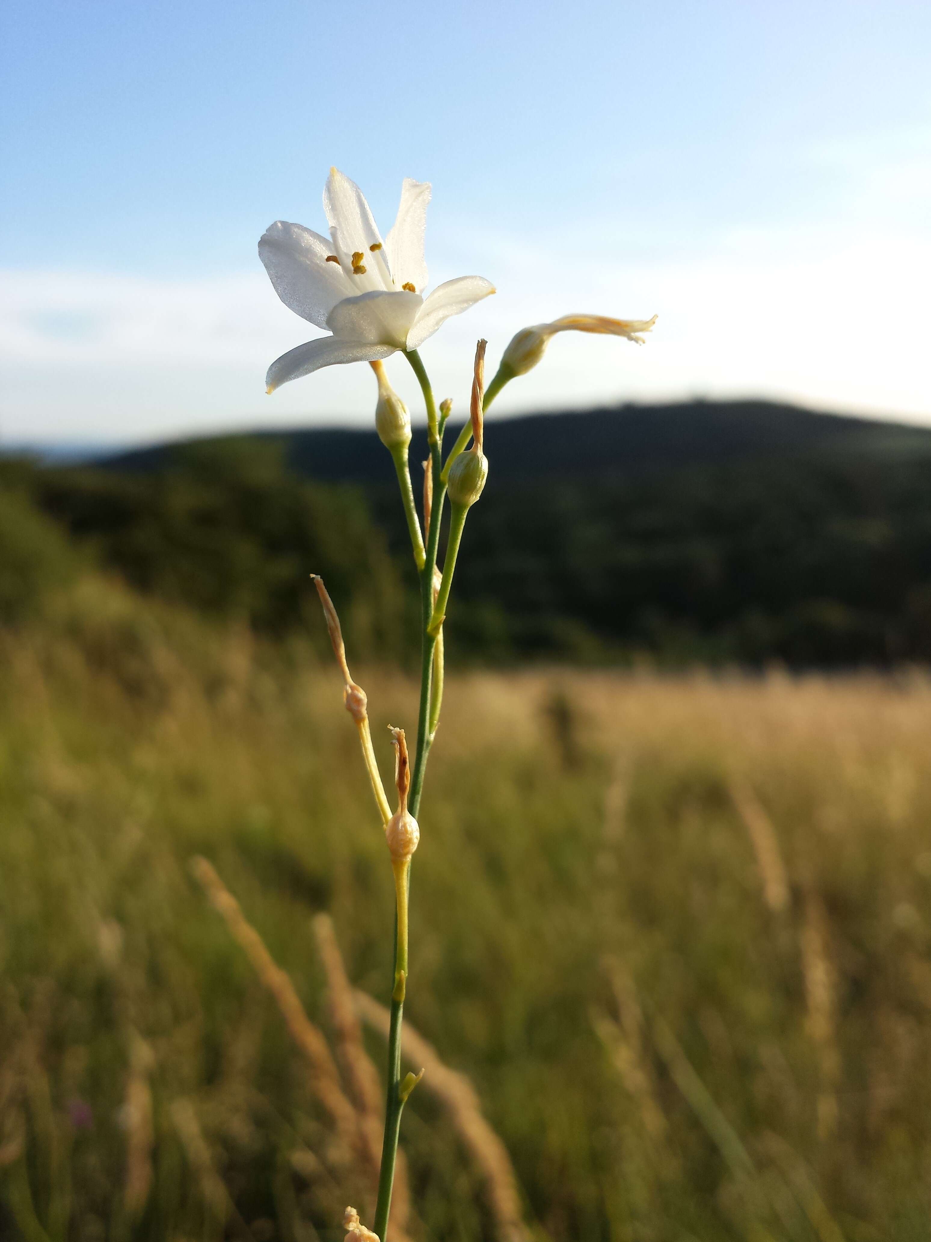 Image of Branched St Bernard's lily