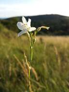 Image of Branched St Bernard's lily