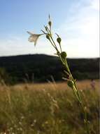 Image of Branched St Bernard's lily