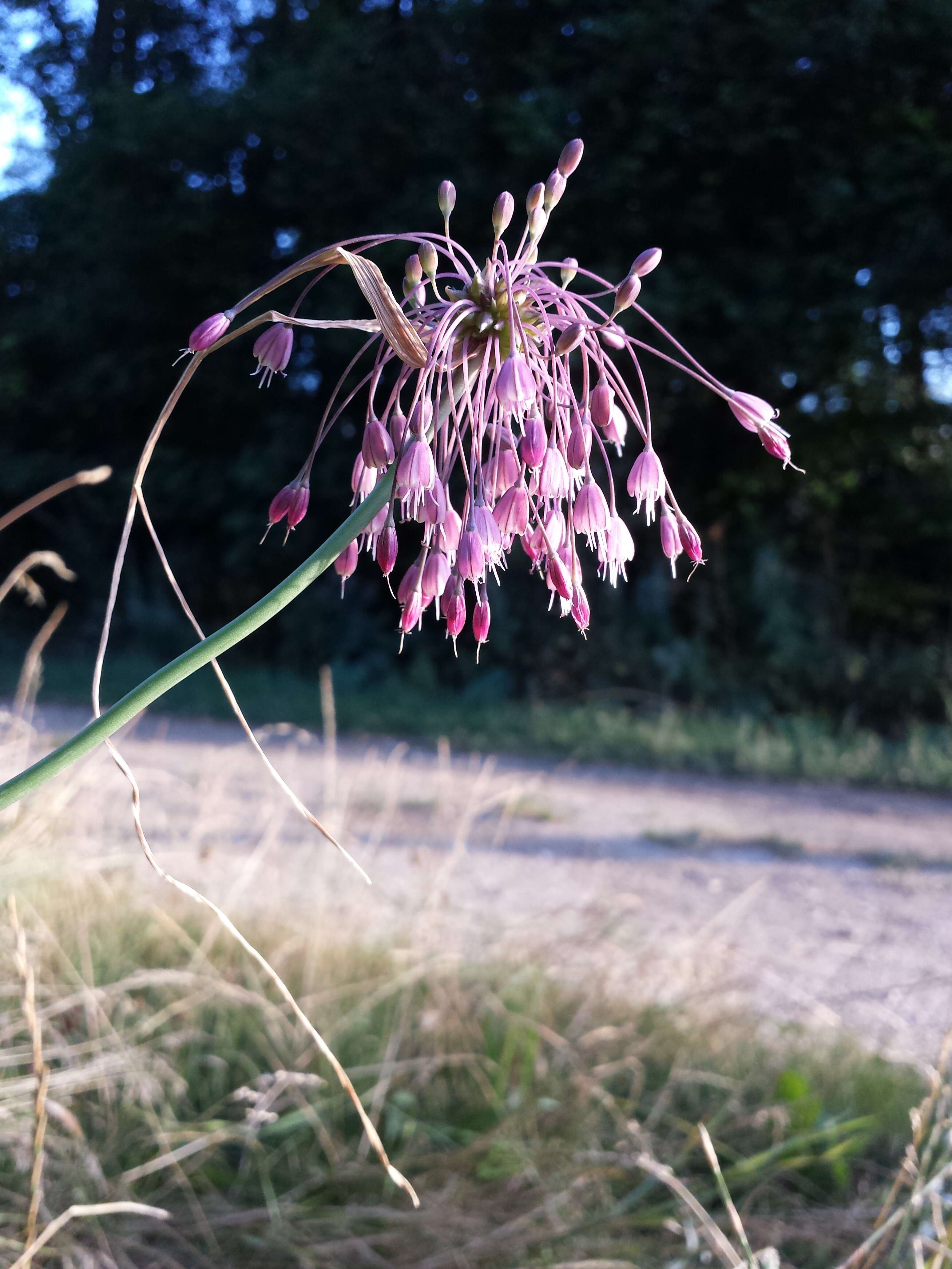 Image of Allium carinatum L.