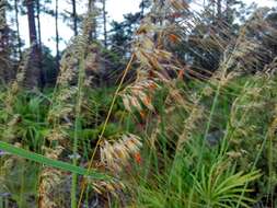 Image of Lopsided Indian Grass