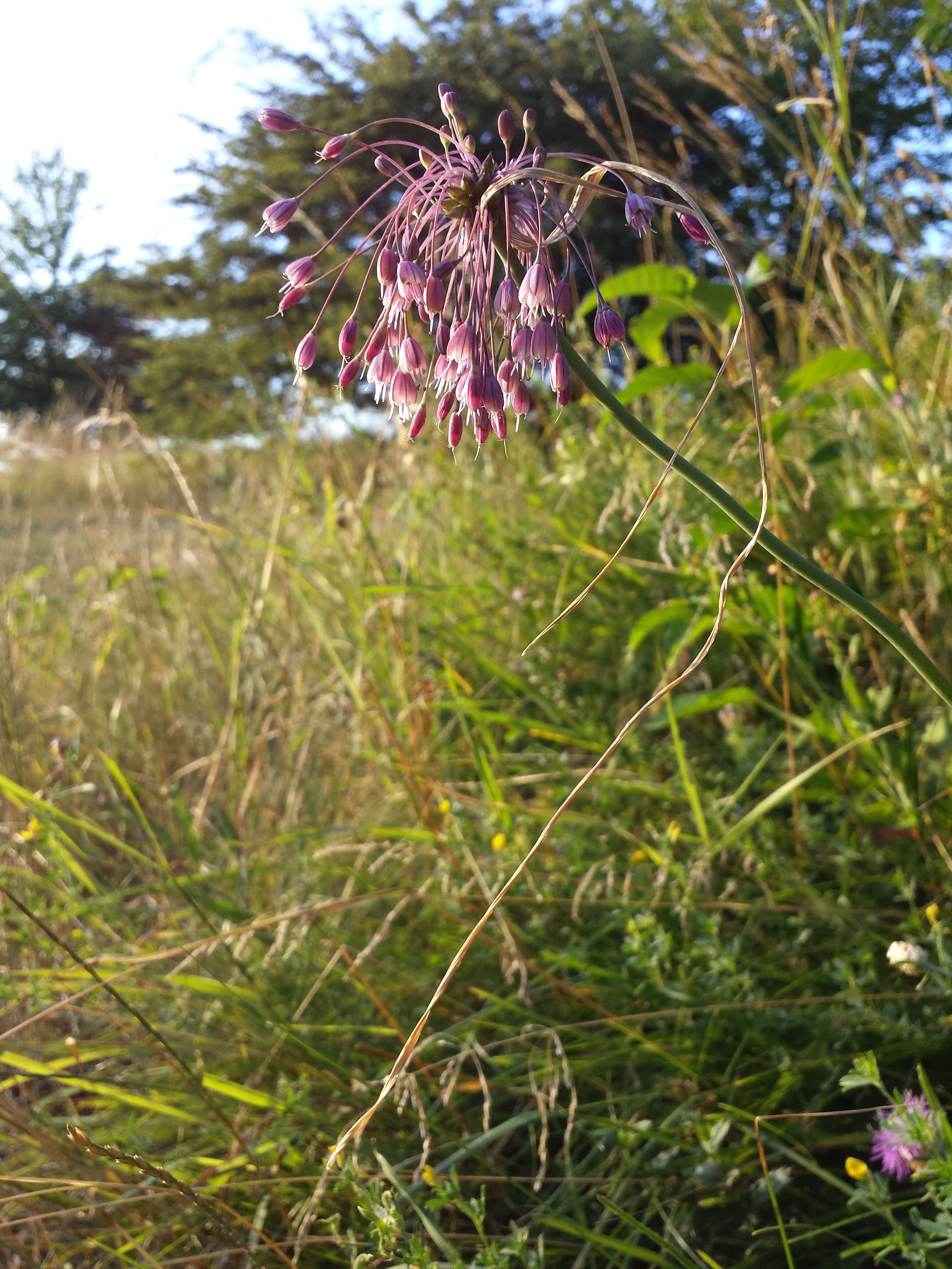 Image of Allium carinatum L.