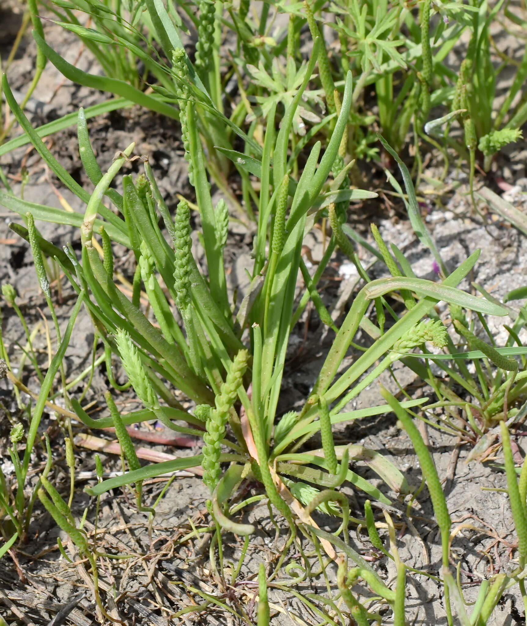Image of Plantago tenuiflora Waldst. & Kit.