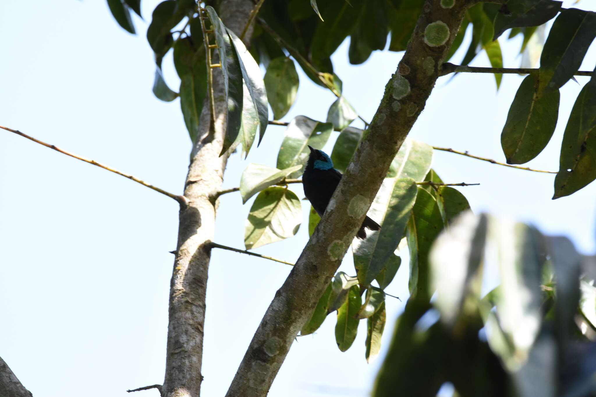 Image of Scarlet-thighed Dacnis