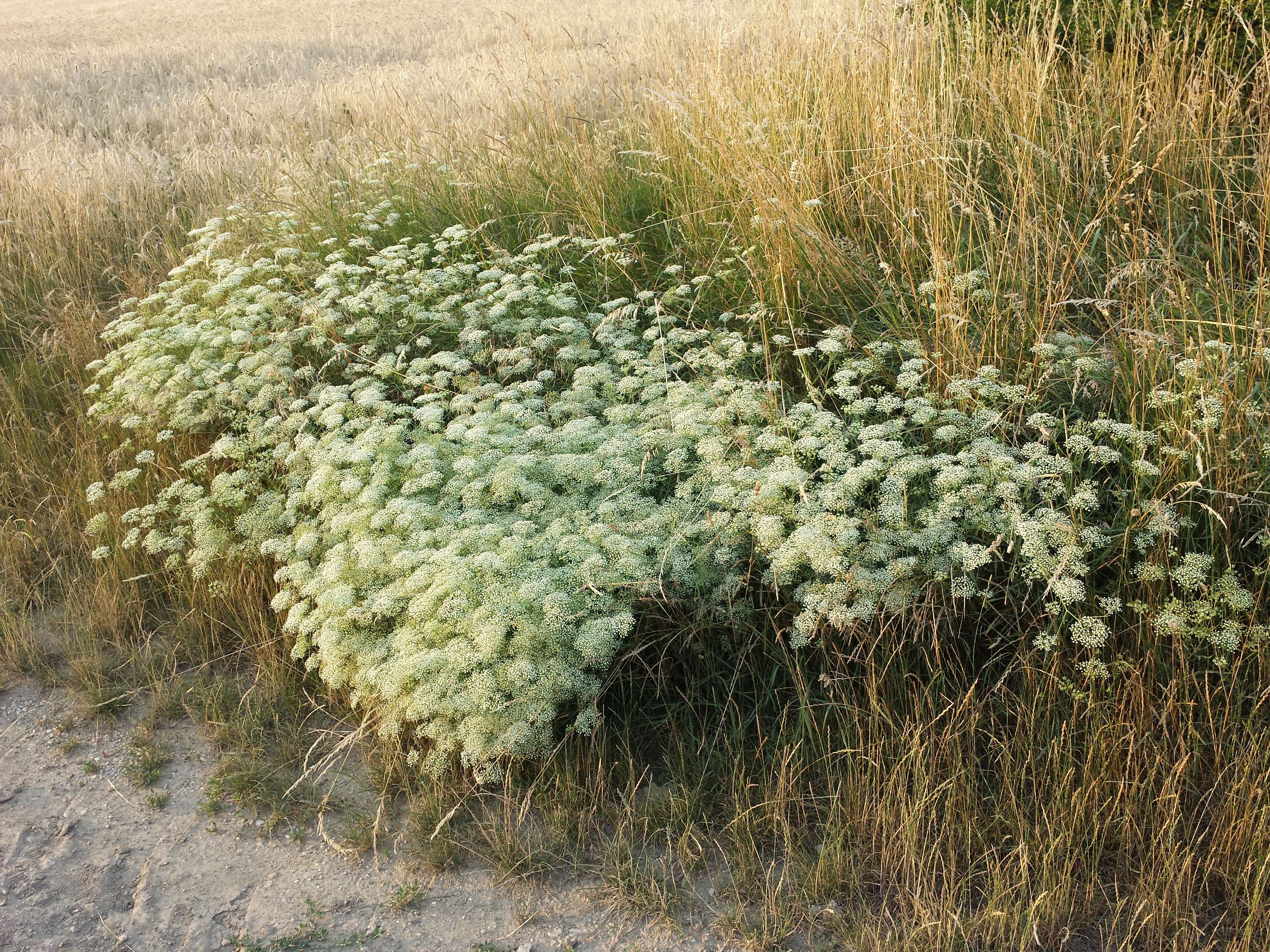 Image of longleaf