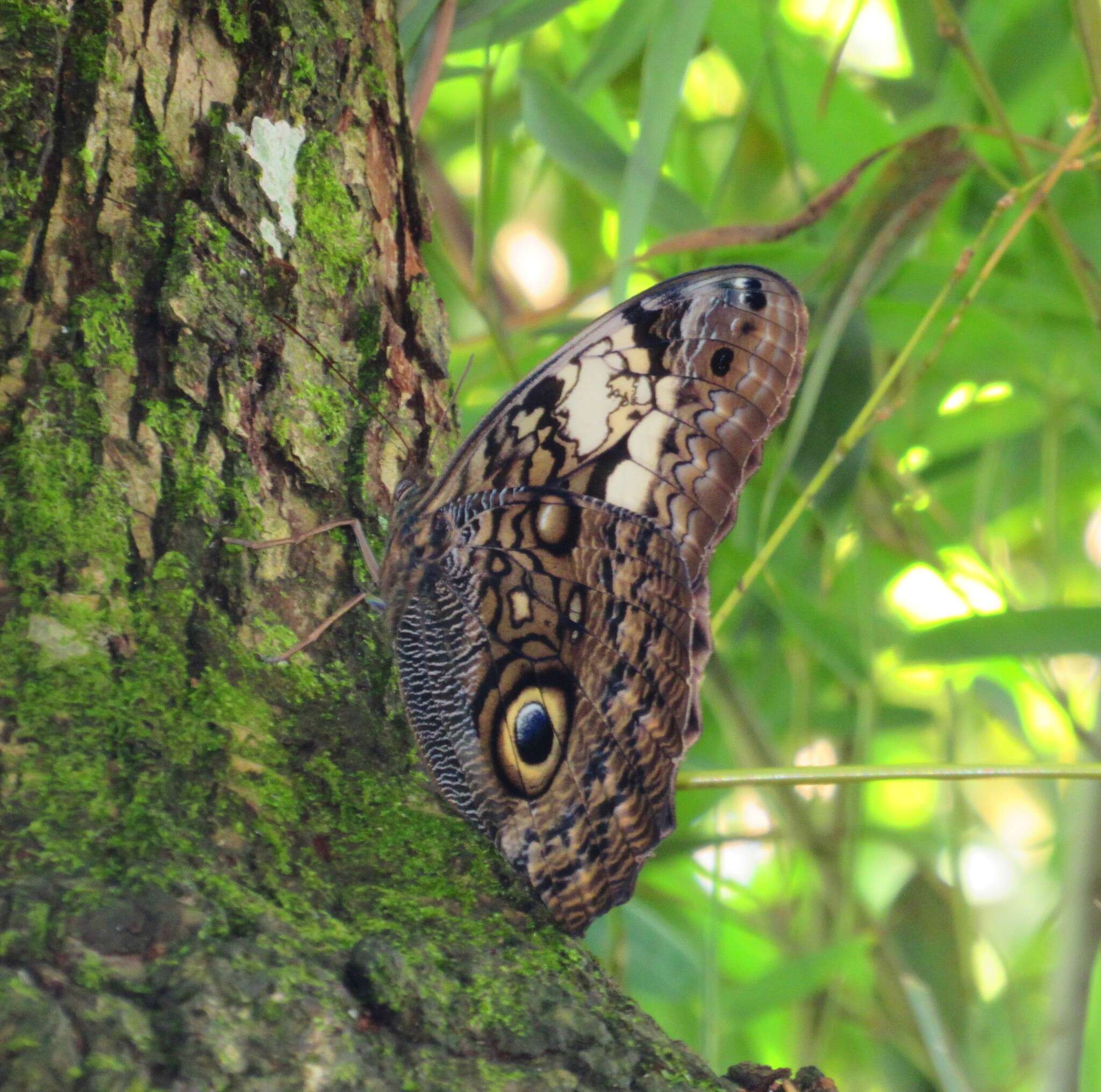 Image of Caligo martia Latreille & Godart 1824