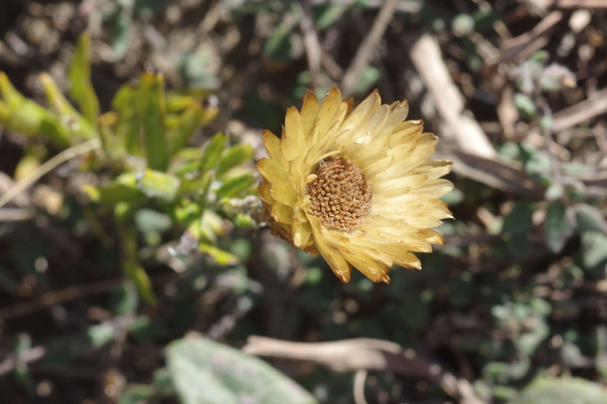 Слика од Helichrysum herbaceum (Andr.) Sw.