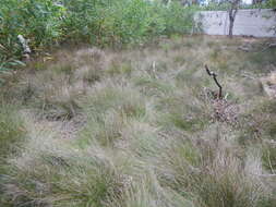 Image of Black Bog-rush