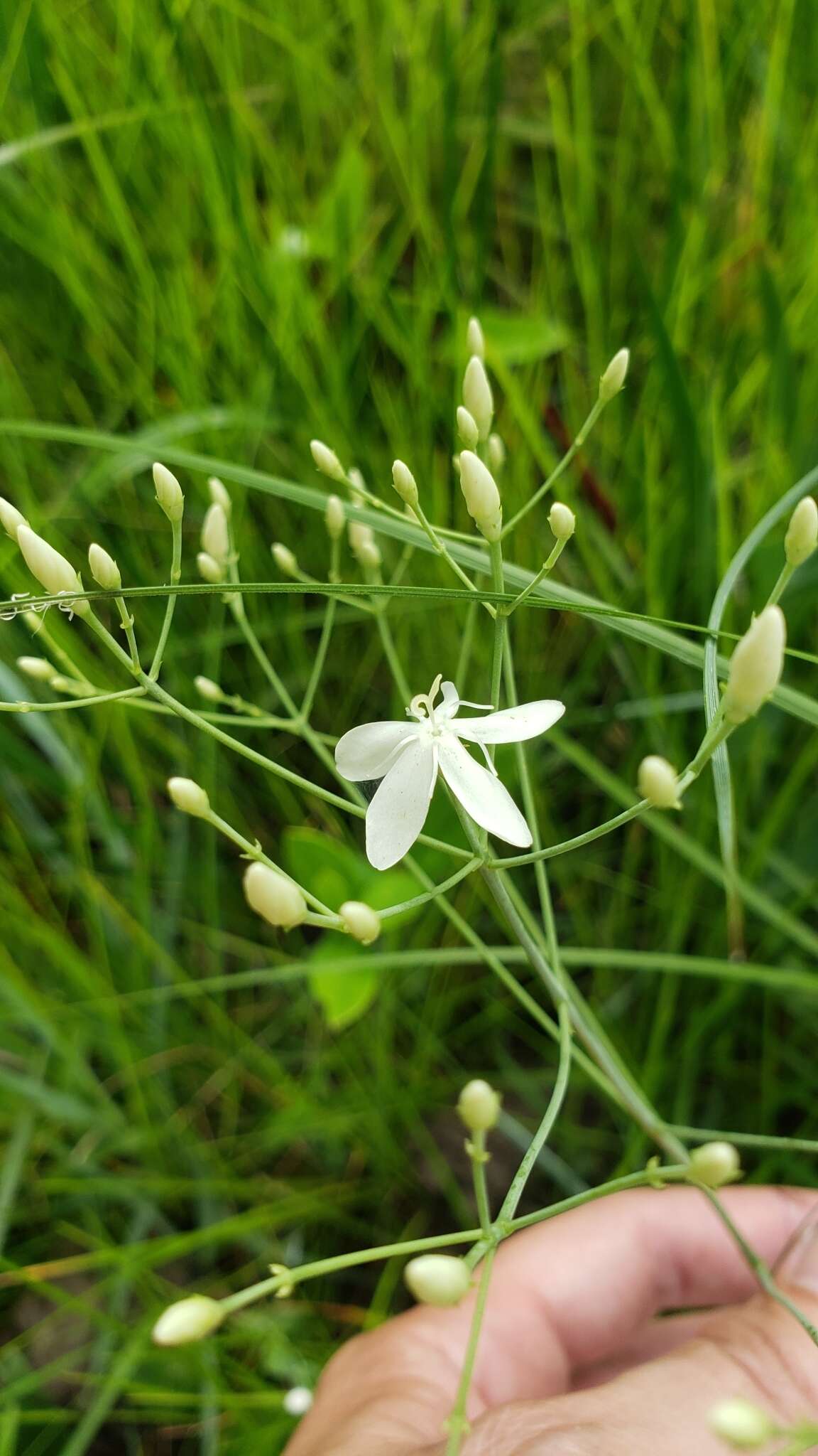 <i>Sabatia <i>macrophylla</i></i> var. macrophylla resmi