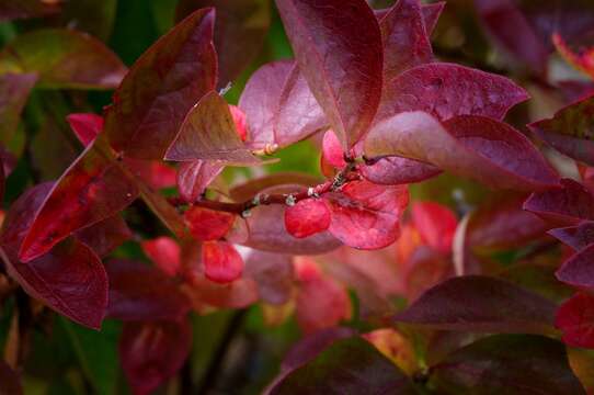 Image of Vaccinium sect. Cyanococcus