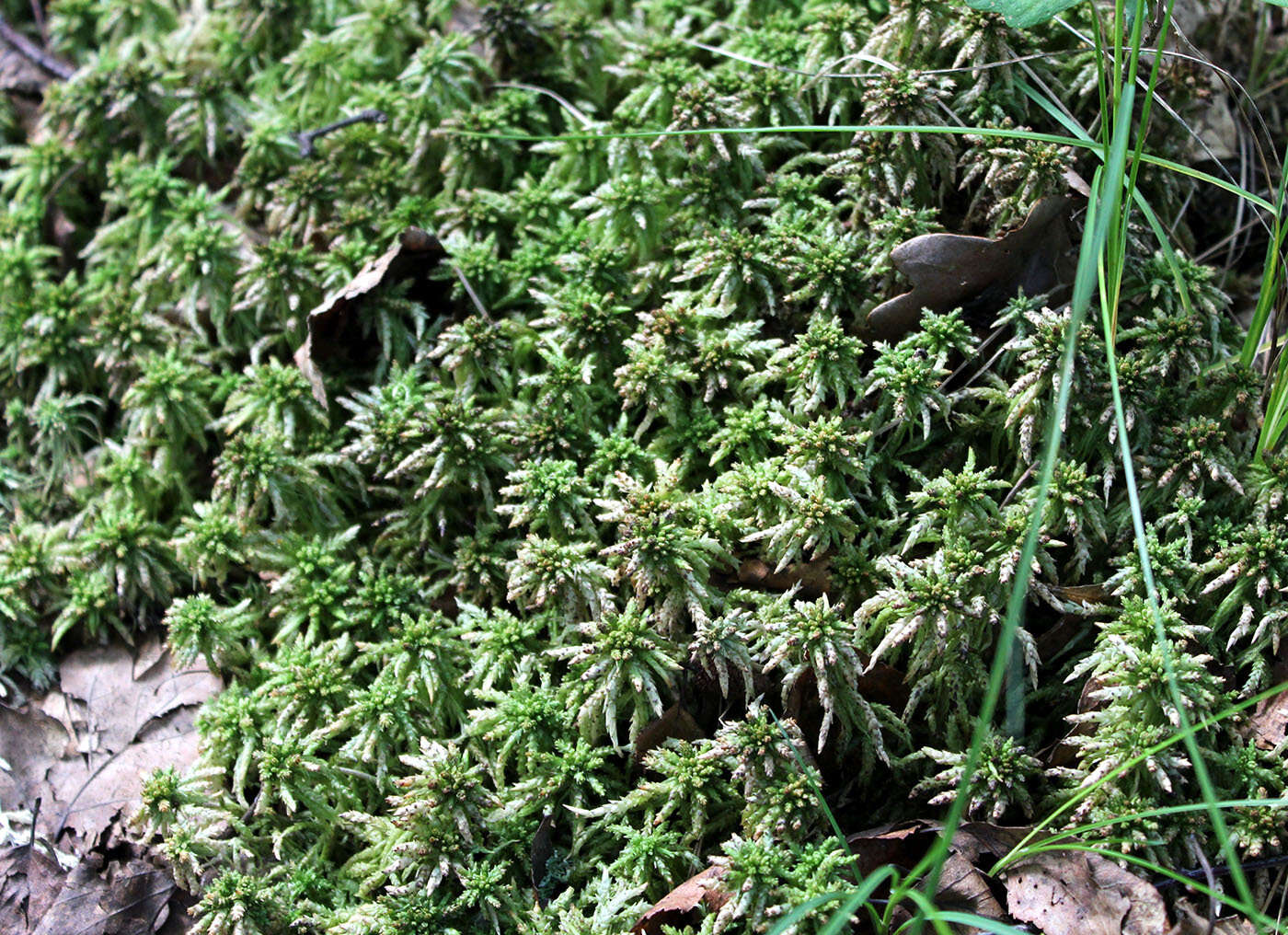 Image of sphagnum