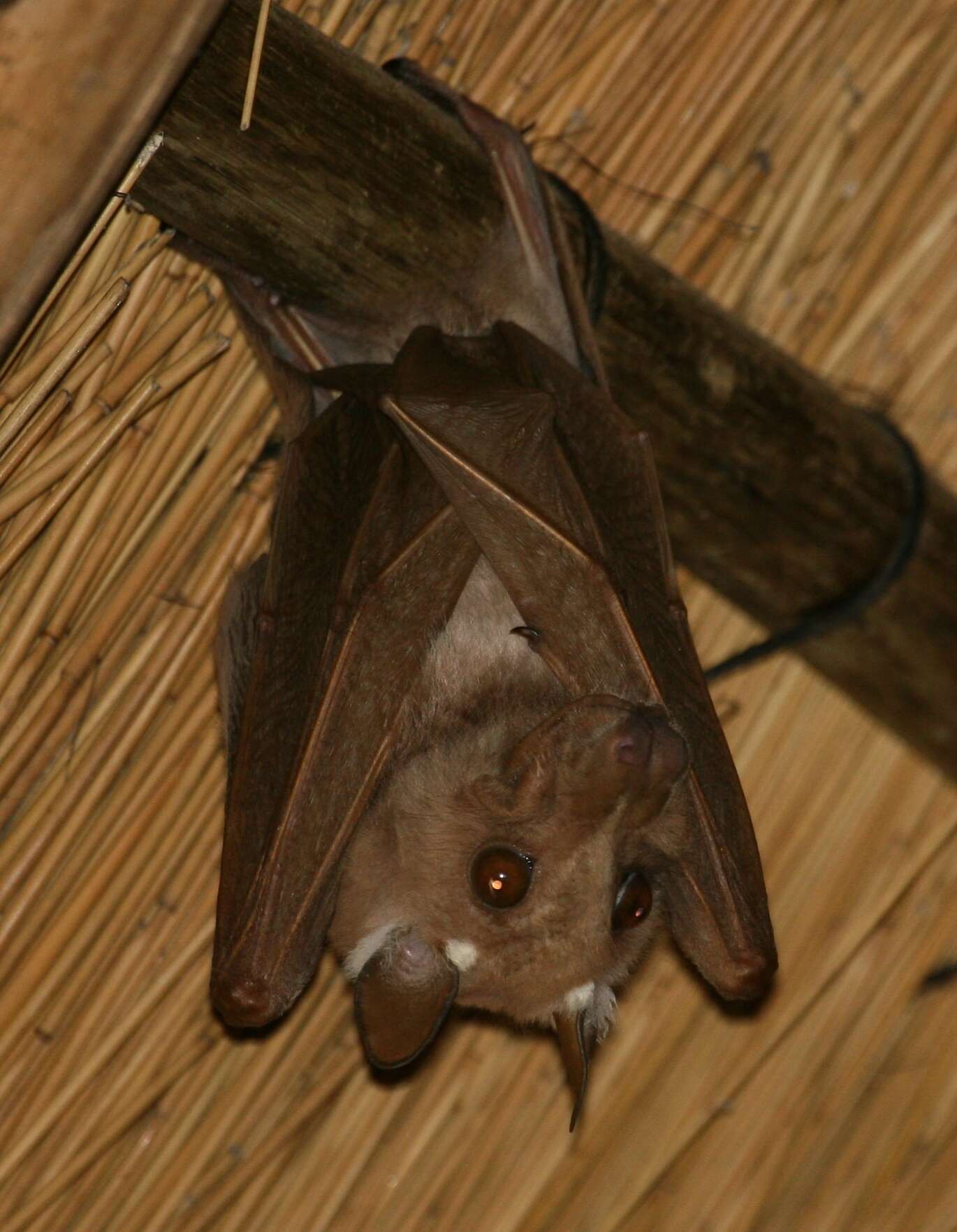 Image of Peters's Epauletted Fruit Bat