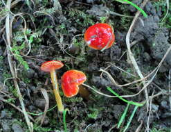 Image of Hygrocybe minutula (Peck) Murrill 1916