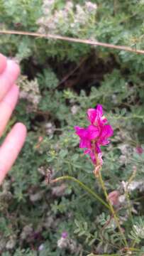 Image of Onobrychis arenaria (Kit.) DC.