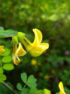 Image of Scorpion Senna