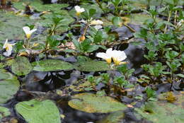 Image of Ottelia cordata (Wall.) Dandy