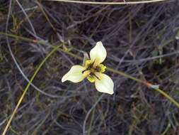 Image of Moraea unguiculata Ker Gawl.