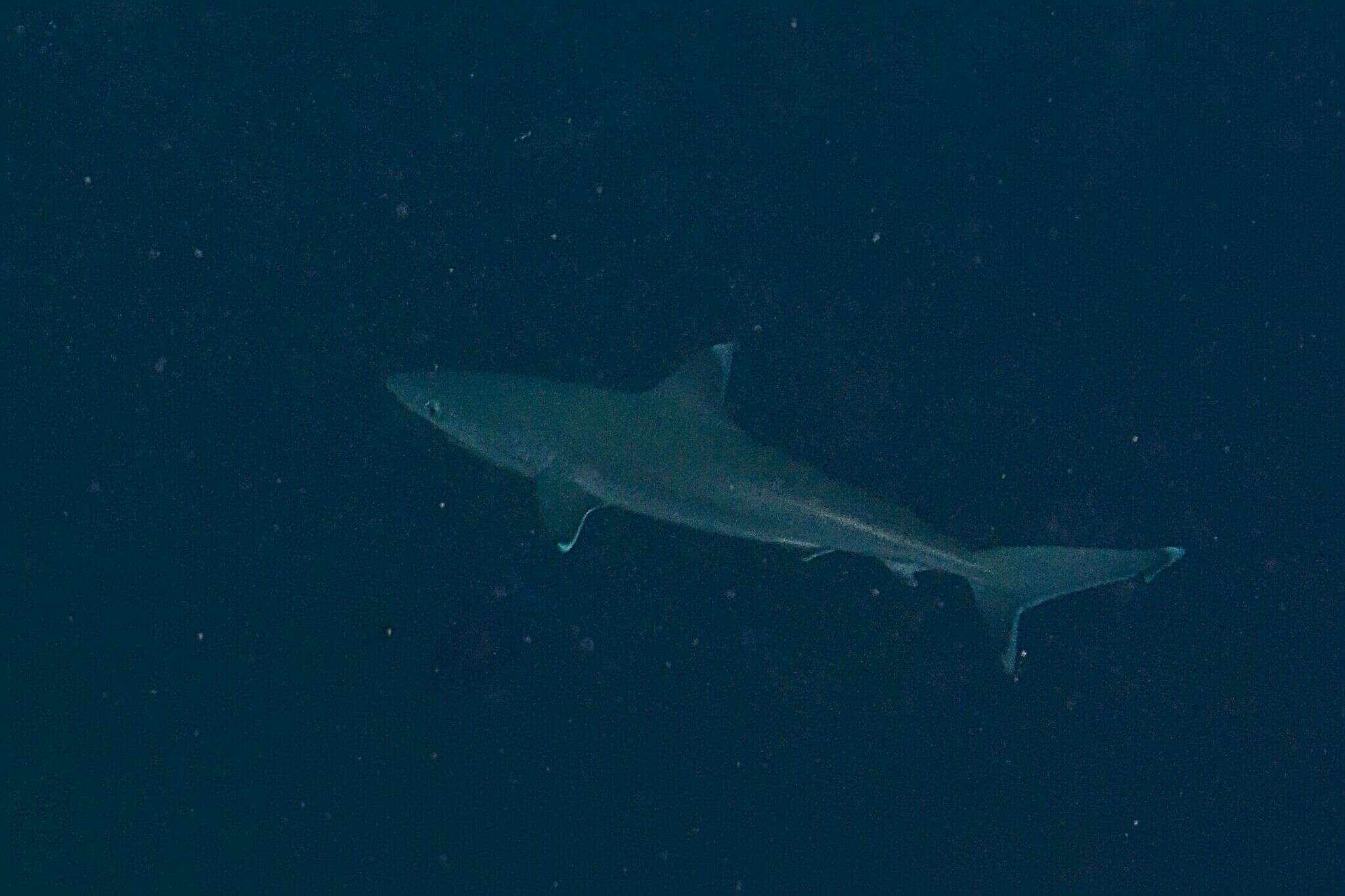 Image of Silvertip Shark