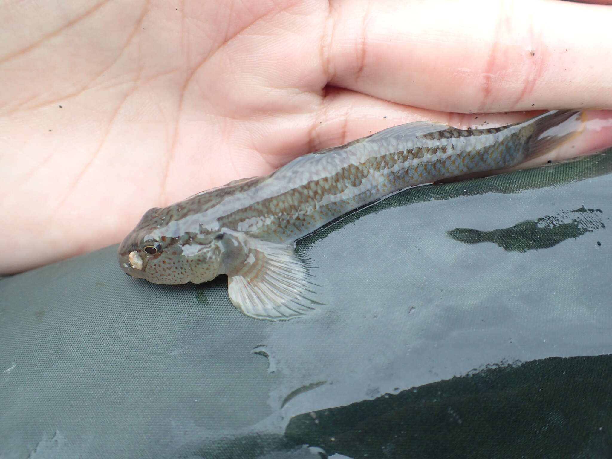 Image of Rhinogobius gigas Aonuma & Chen 1996