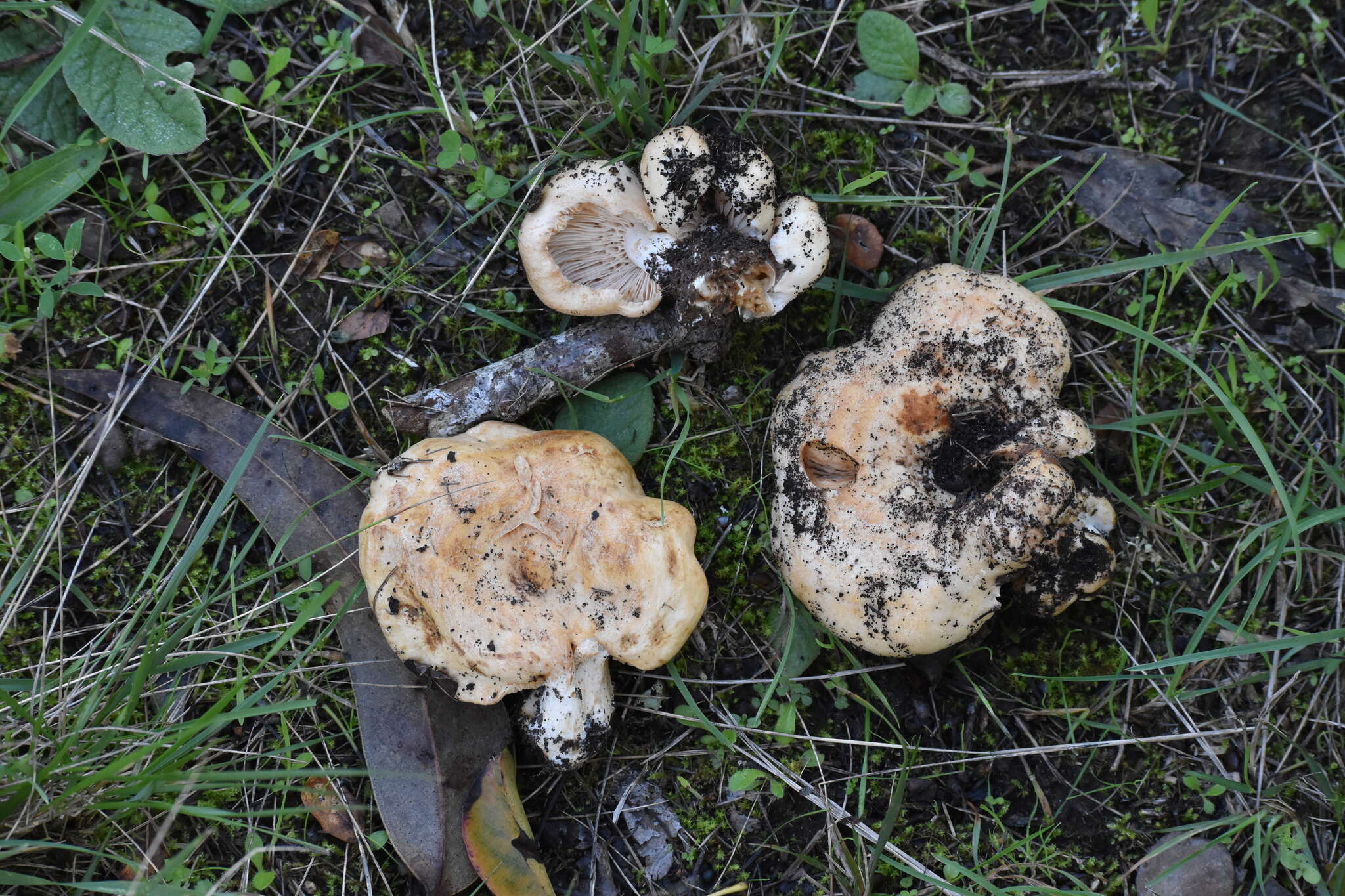 صورة Lactarius acerrimus Britzelm. 1893