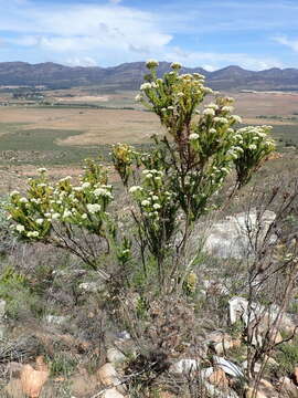 Image of Metalasia trivialis P. O. Karis