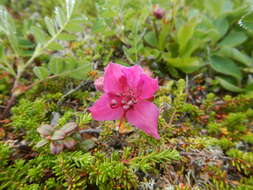 Imagem de Rhododendron camtschaticum Pall.