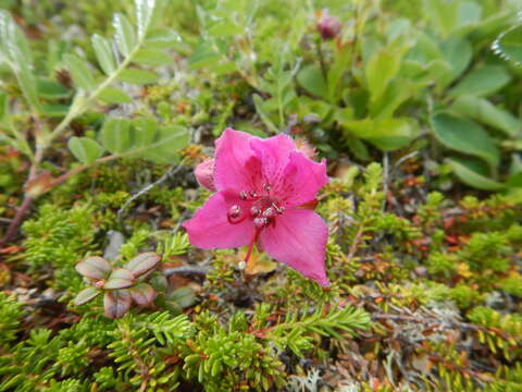 Imagem de Rhododendron camtschaticum Pall.