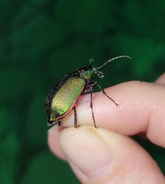 Sivun Calosoma (Calosoma) wilcoxi Le Conte 1847 kuva