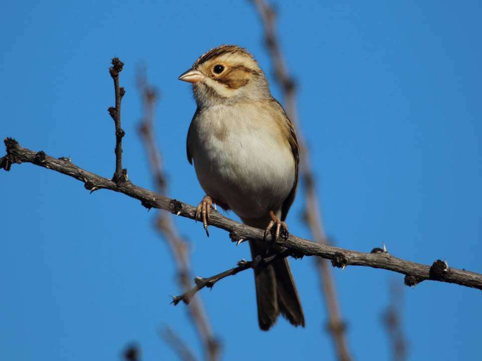 Image of Clay-colored Sparrow