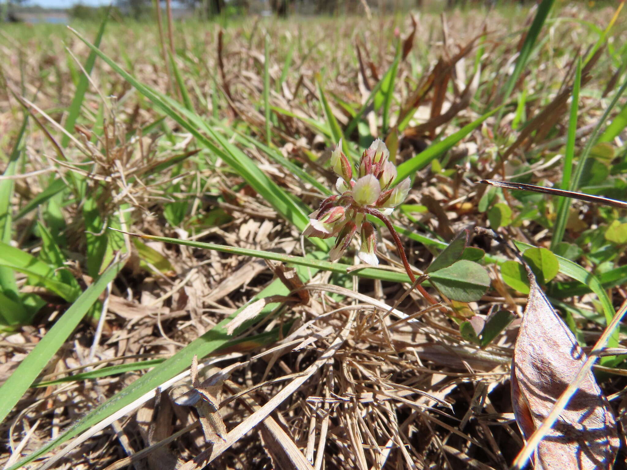 Image of Carolina clover