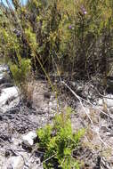 Image of Lobelia chamaepitys var. chamaepitys