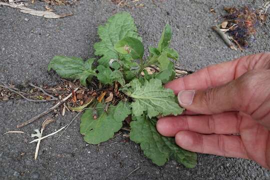 Image of Jacobaea vulgaris subsp. vulgaris