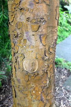 Image of Sickle-leaved Yellowwood